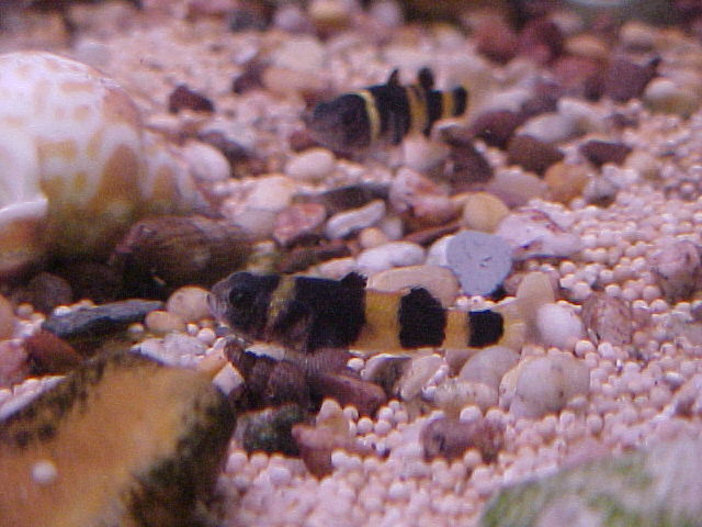 Bumble Bee Gobies