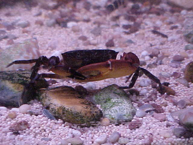 FIDDLER CRAB