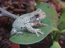 GRAY TREE FROG, LOVELY PIC