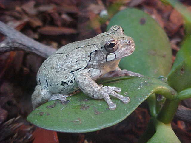 GRAY TREE FROG, LOVELY PIC