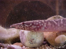 Brackish Leopard Eel