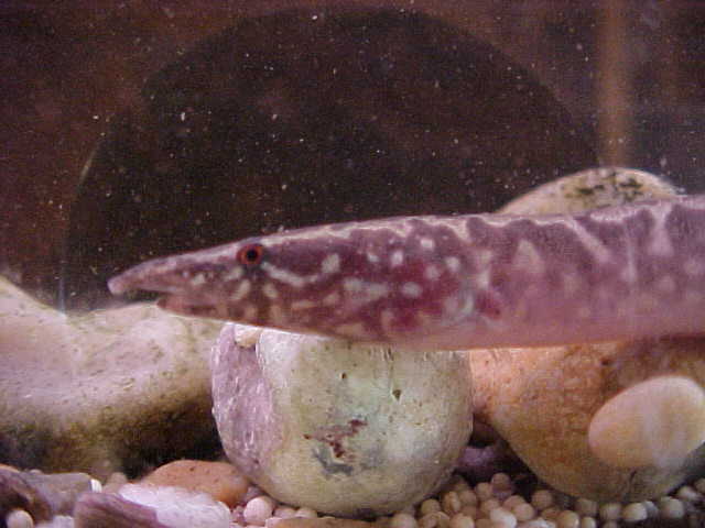 Brackish Leopard Eel