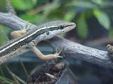Long Tailed Lizard