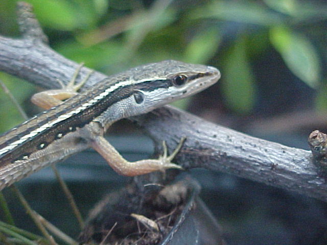 Long Tailed Lizard