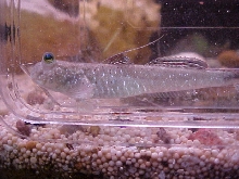 Mudskipper Underwater, awsome pic!