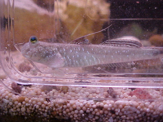 Mudskipper Underwater, awsome pic!