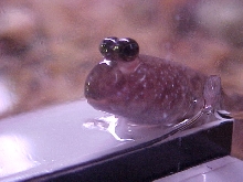 Mudskipper Closeup