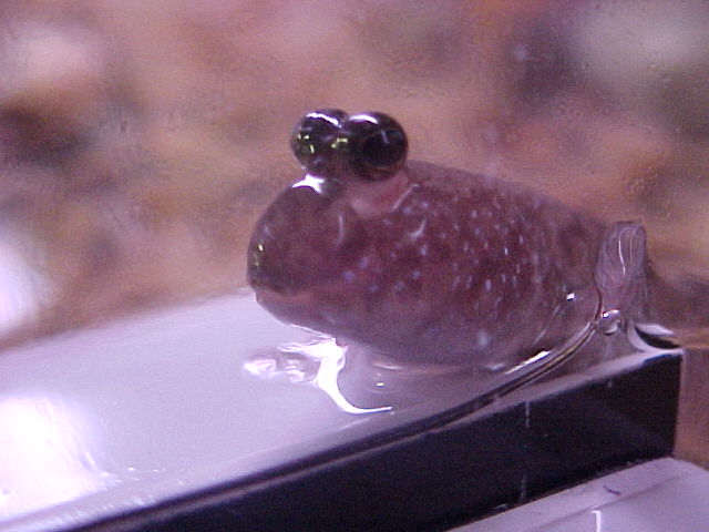 Mudskipper Closeup