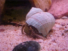 ZEBRA HERMIT CRAB....IN BRACKISH