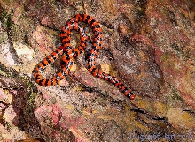 Anilius scytale