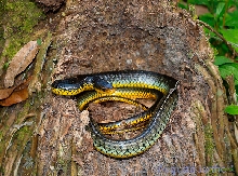 Chironius carinatus