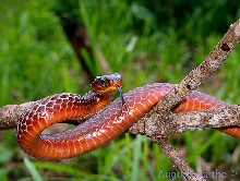 Chironius scurrulus