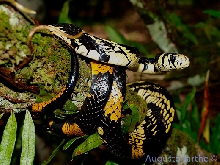 Spilotes pullatus