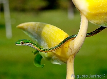Leptophis ahaetulla