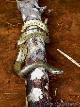 Eunectes murinus