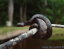 Helicops hagmanni
