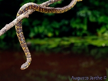 Liophis taeniogaster