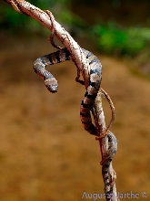 Helicops angulatus