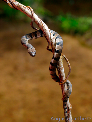 Helicops angulatus