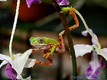Phyllomedusa hypocondrialis