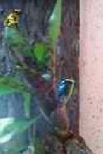 Dart frogs