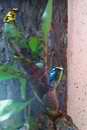 Dart frogs