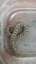 2012 dorsal