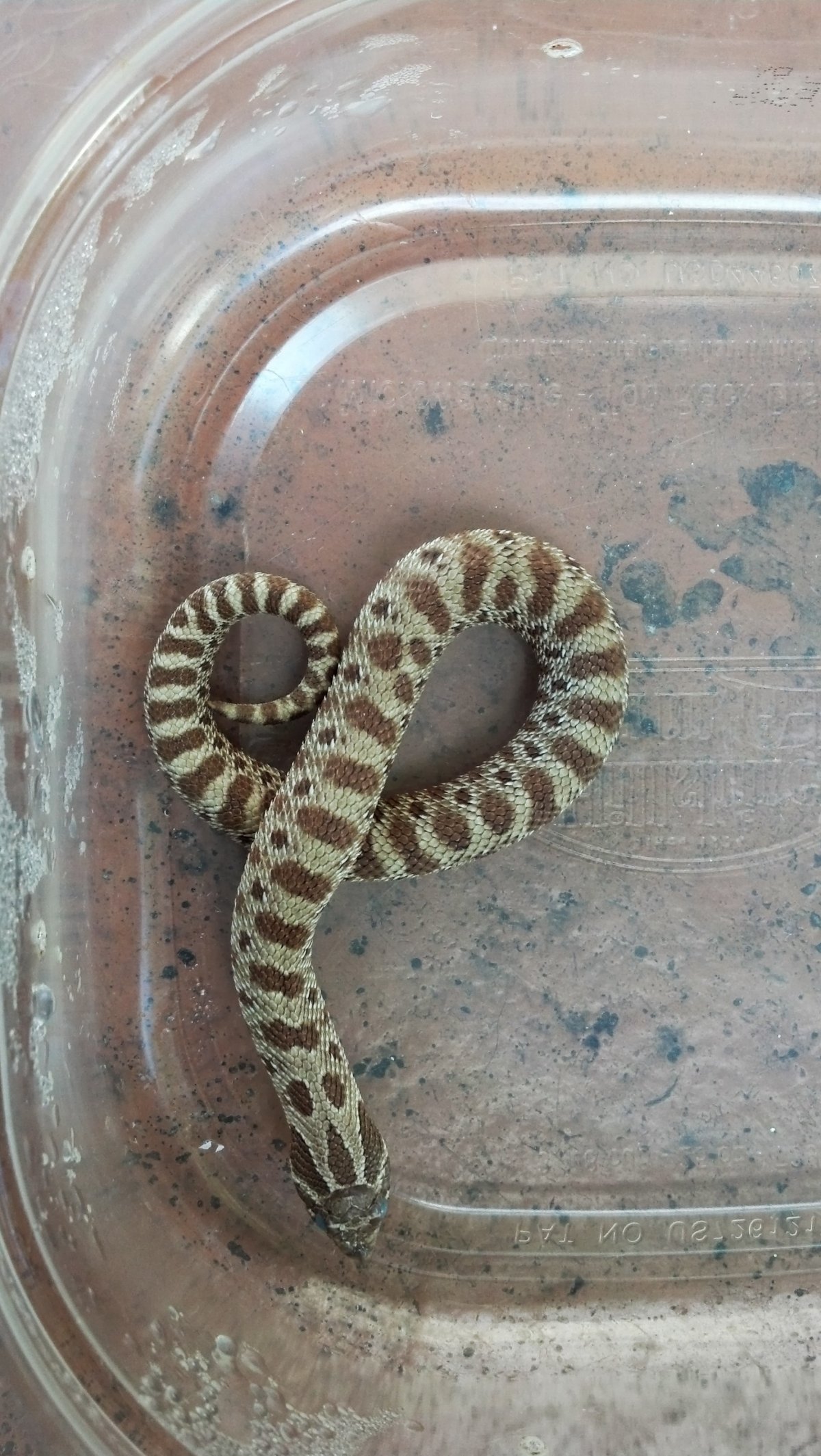 2012 dorsal