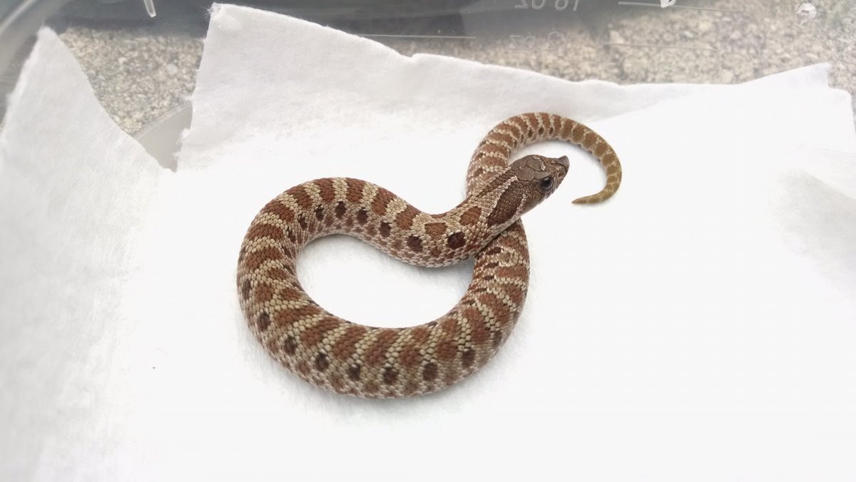 2015 dorsal hog 2