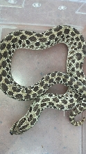 Spotted Dam