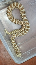 Yellow Sire