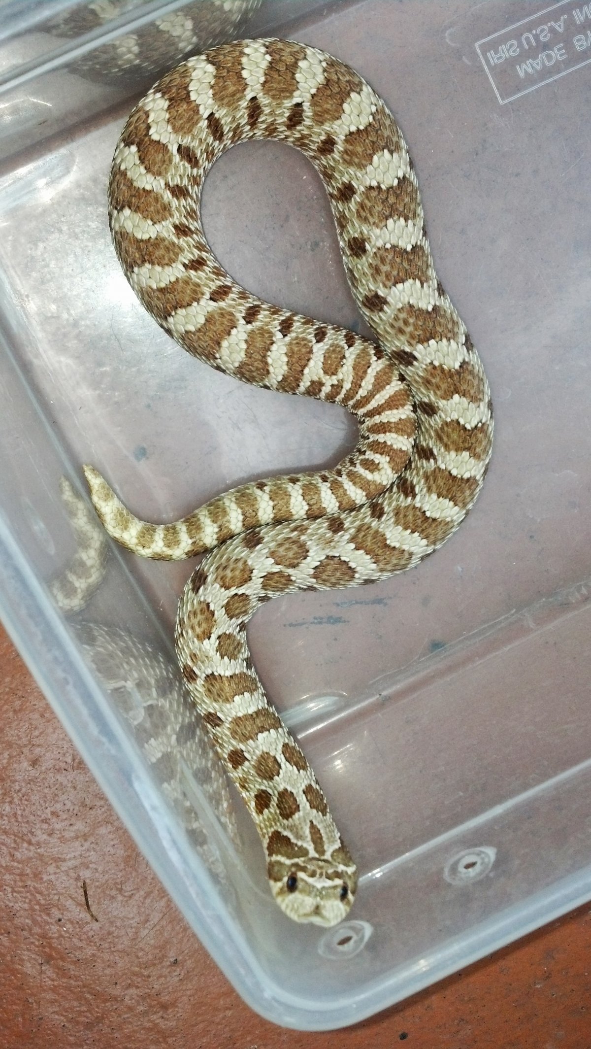 Yellow Sire