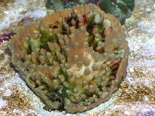Saltwater - Austin Aquariums