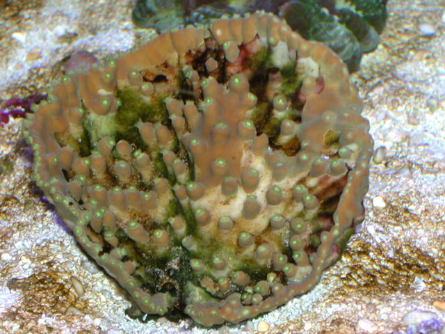 Saltwater - Austin Aquariums