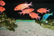 Saltwater Photos