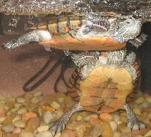 Turtles!
