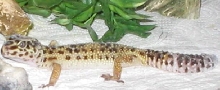 The last one of my female
