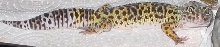 My first gecko