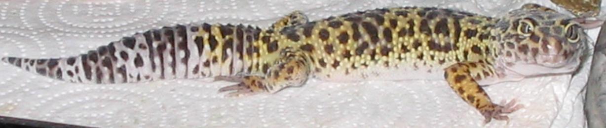 My first gecko