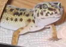 My Female Gecko