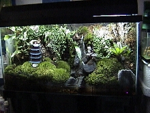 38 gallon Dendrobates Set-up -Jc
