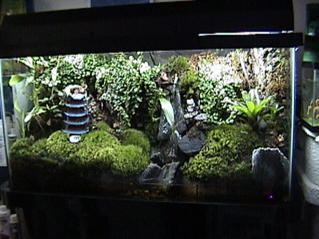 38 gallon Dendrobates Set-up -Jc