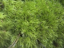Fluff Moss