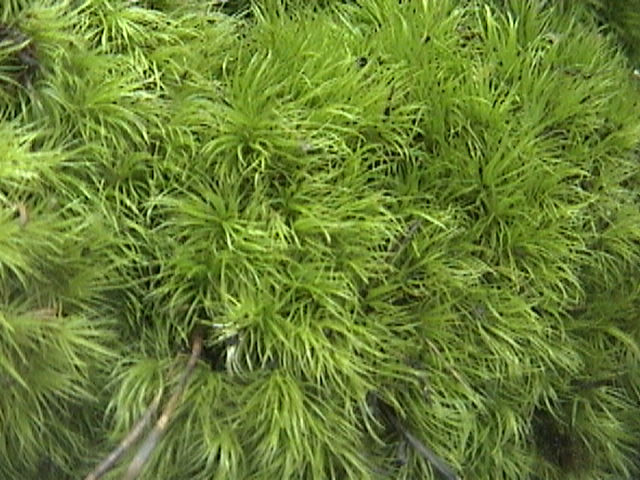 Fluff Moss