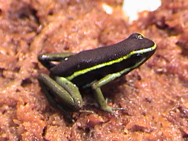 Green E. Trivitattus