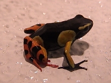 Mantella Jc