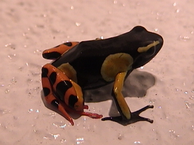 Mantella Jc