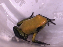 Phylobates Bicolor