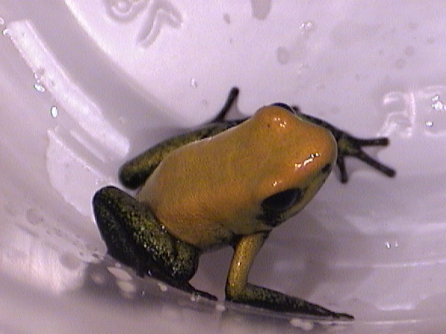 Phylobates Bicolor