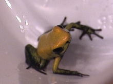 Phylobates Bicolor